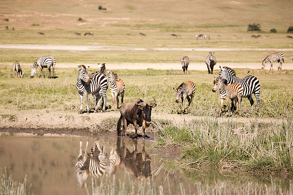 Watering Hole
