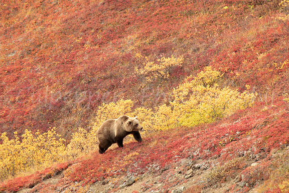 Grizzly in Fall Tundra
