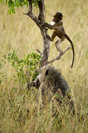 Climbing