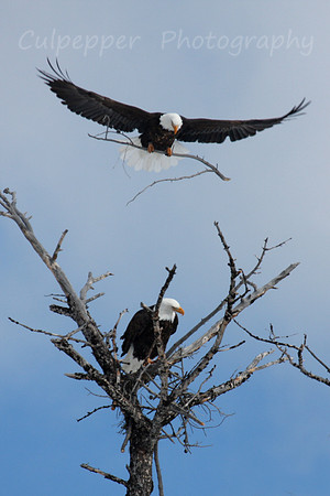 Building the Nest