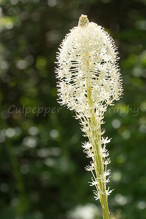 Bear Grass Stalk