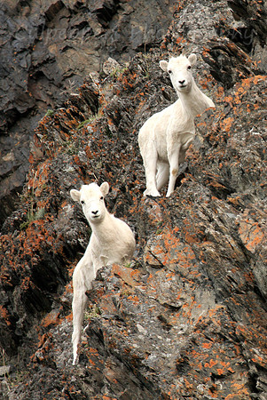 Dall Sheep kids