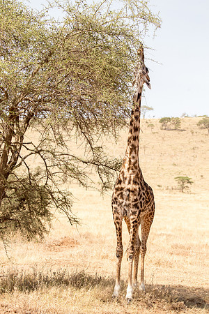 Reaching High