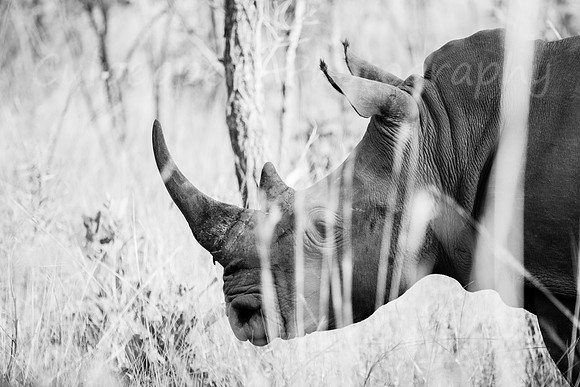 White Rhino