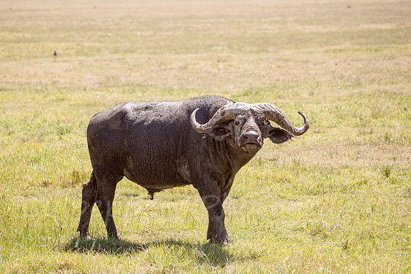 Not a Bison