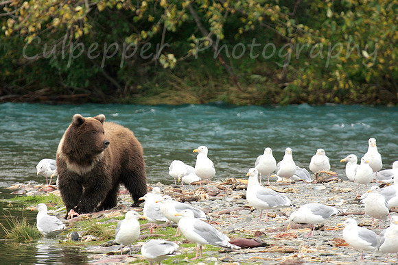 Young Cub Watching