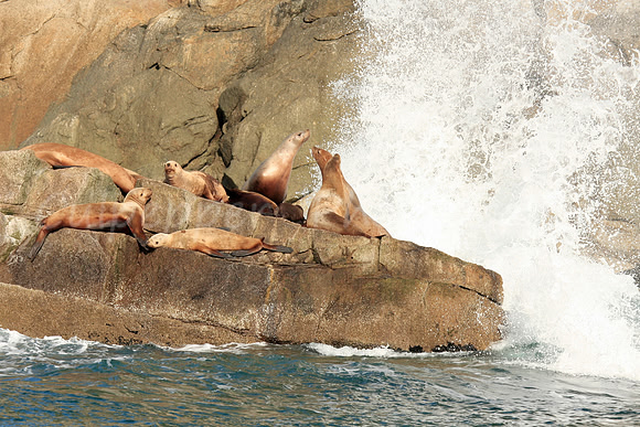 Stellar Sea Lions