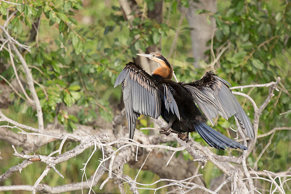 African Darter