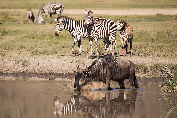Reflections at the Watering Hole