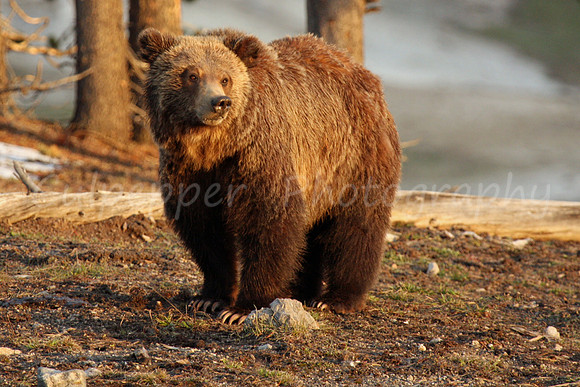Grizzly Bear Watching