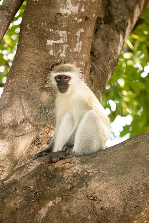 Velvet Monkey
