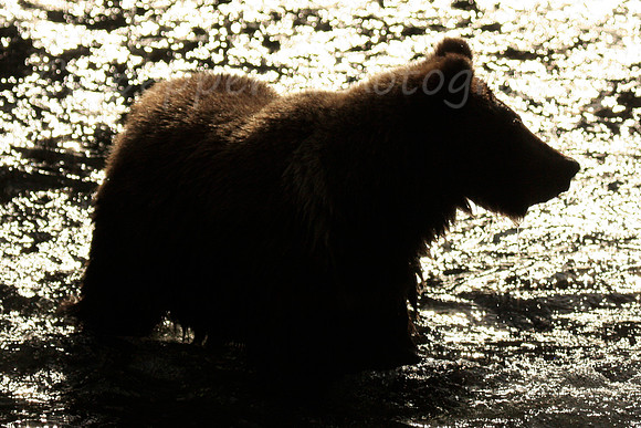 Cub Silhoutte