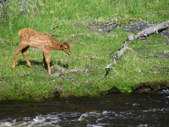 Thirsty Fawn