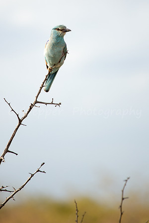 European Roller