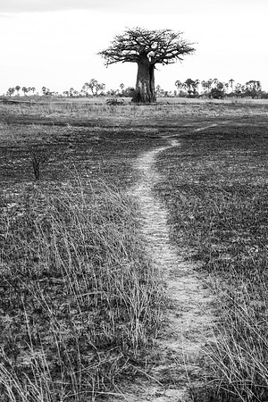 Path to the Tree of Life