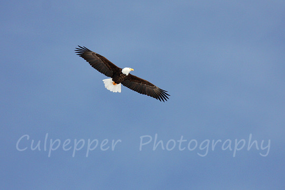 Soaring Eagle