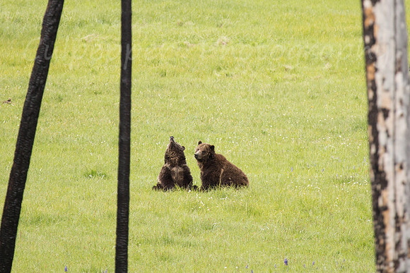 Snooty Bears