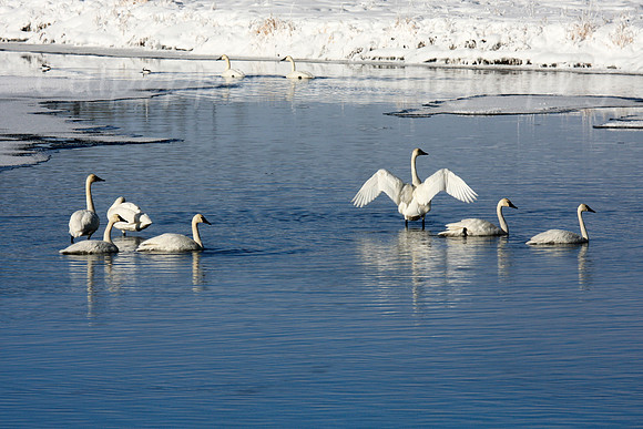 Trumpeter Swans on Yellowstone River