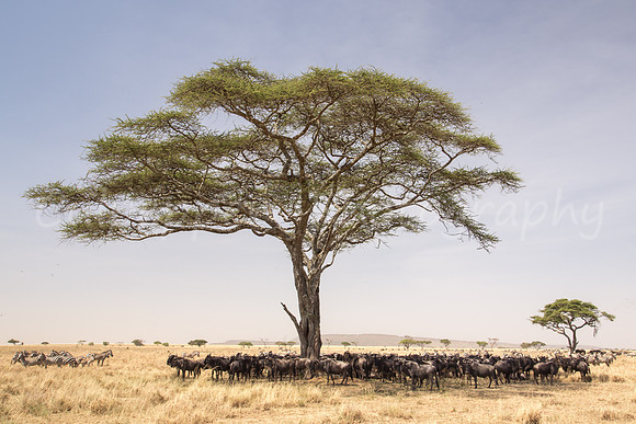 Seeking Shade