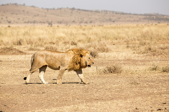 Papa Lion